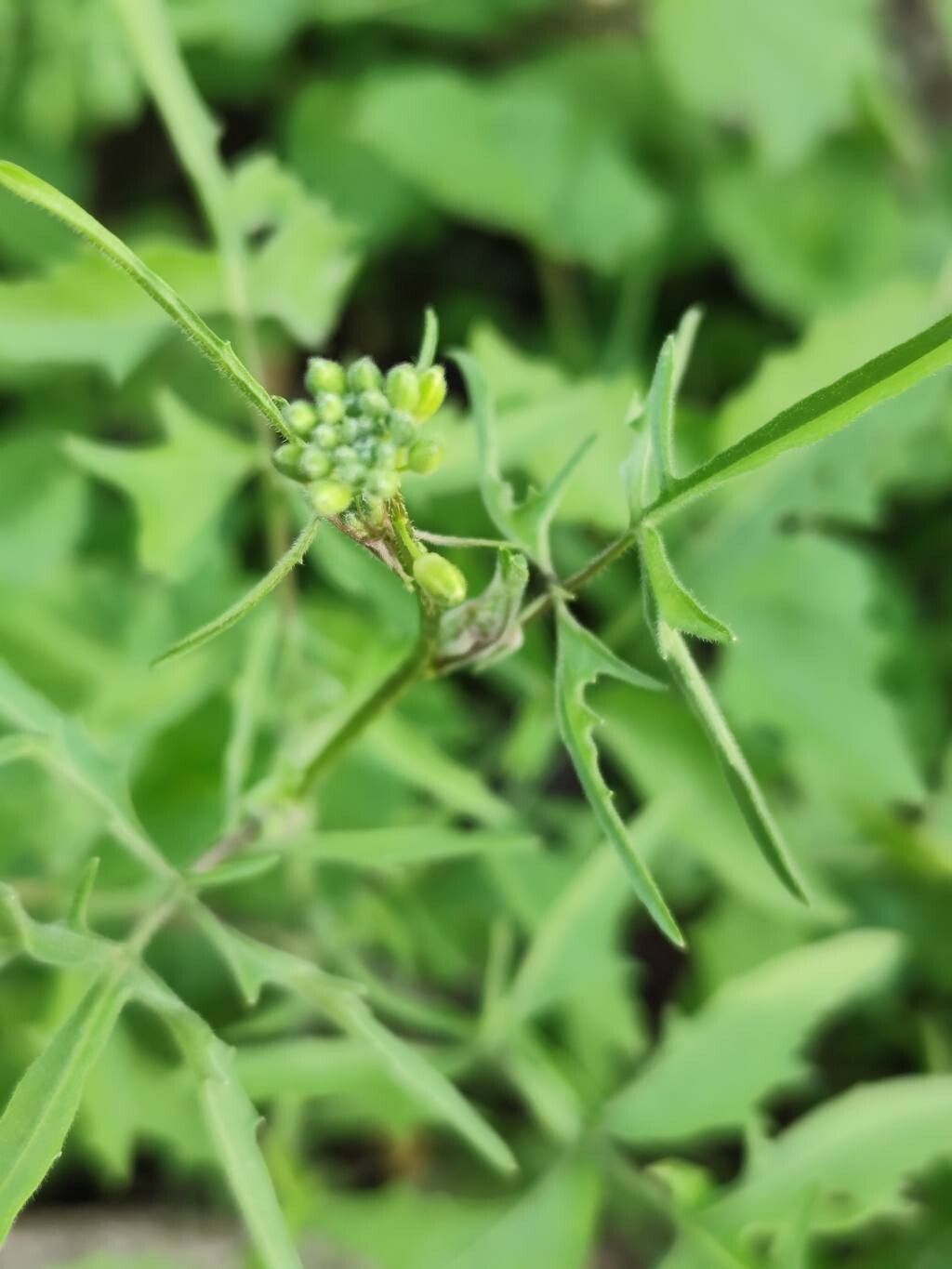 Sisymbrium loeselii (False London-rocket) (alternate view 10)