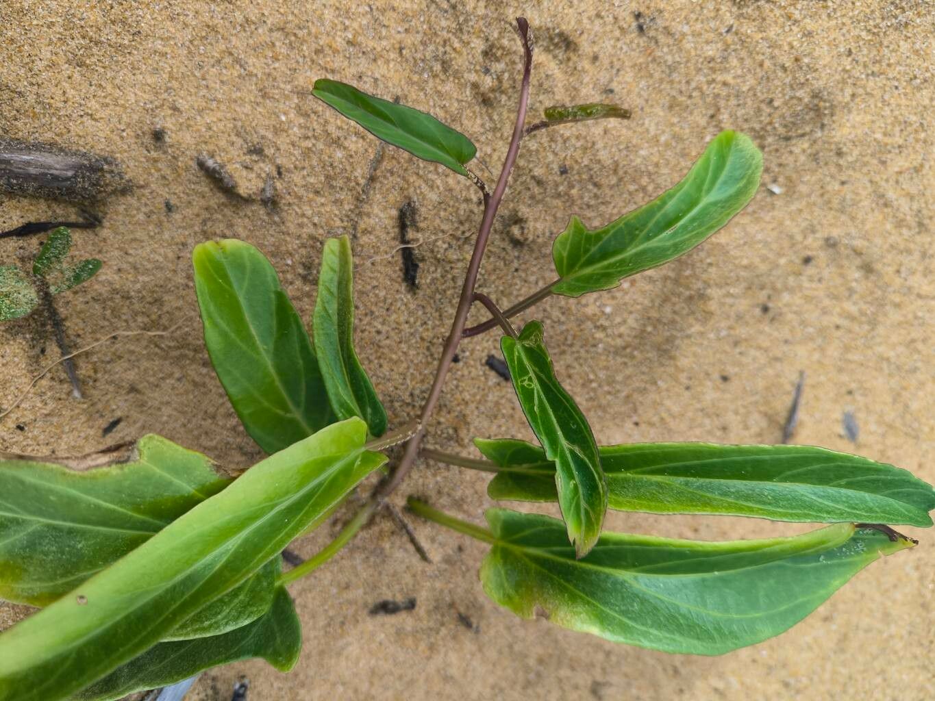Ipomoea imperati (beach morning-glory)