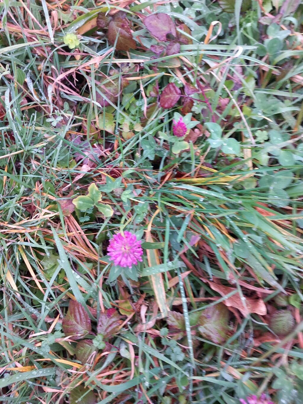 Trifolium medium (Zigzag Clover) (alternate view 15)