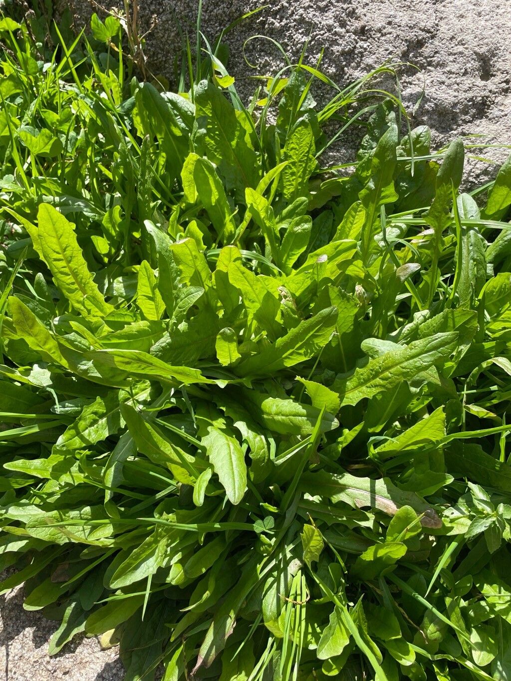 Leontodon hispidus (Rough Hawkbit) (alternate view 13)