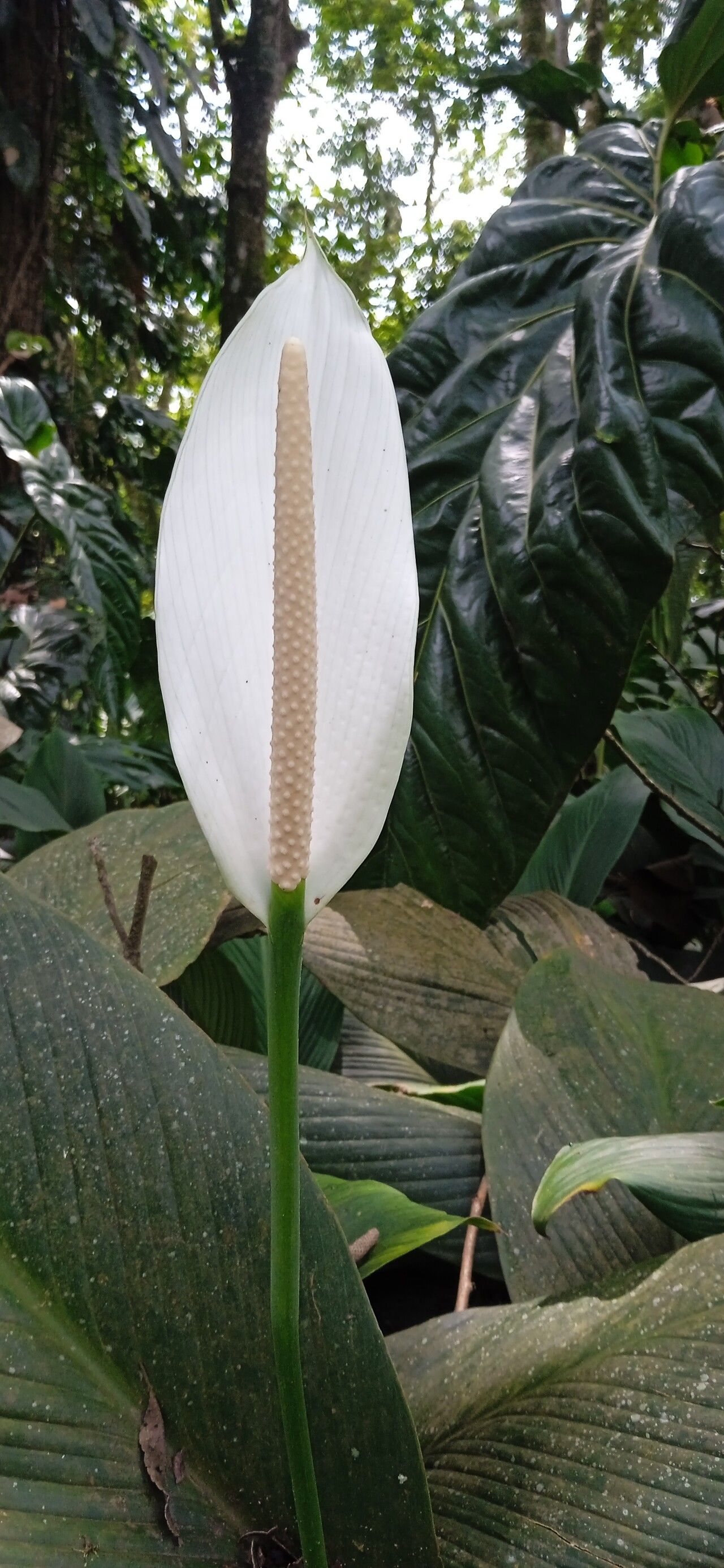 Spathiphyllum (peace lillies) (alternate view 3)
