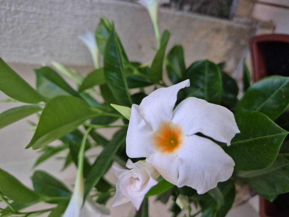 Mandevilla (Rocktrumpets)