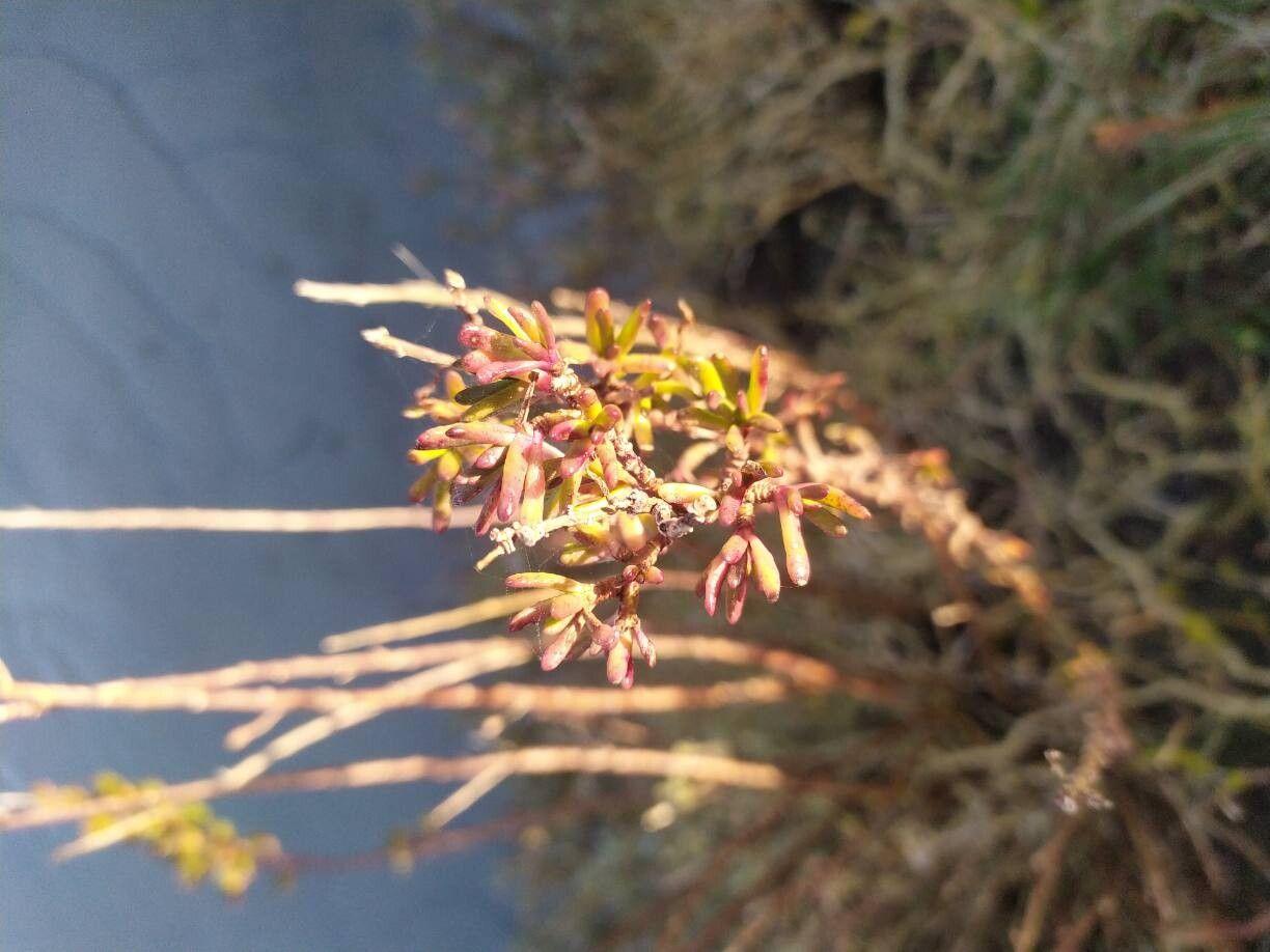 Limbarda crithmoides (Golden Samphire) (alternate view 13)