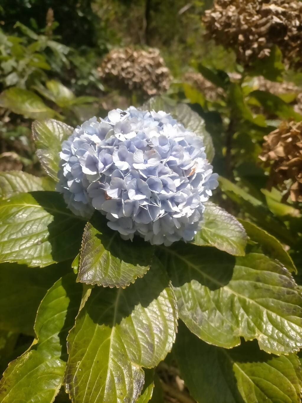 Hydrangea macrophylla (Bigleaf Hydrangea) (alternate view 3)