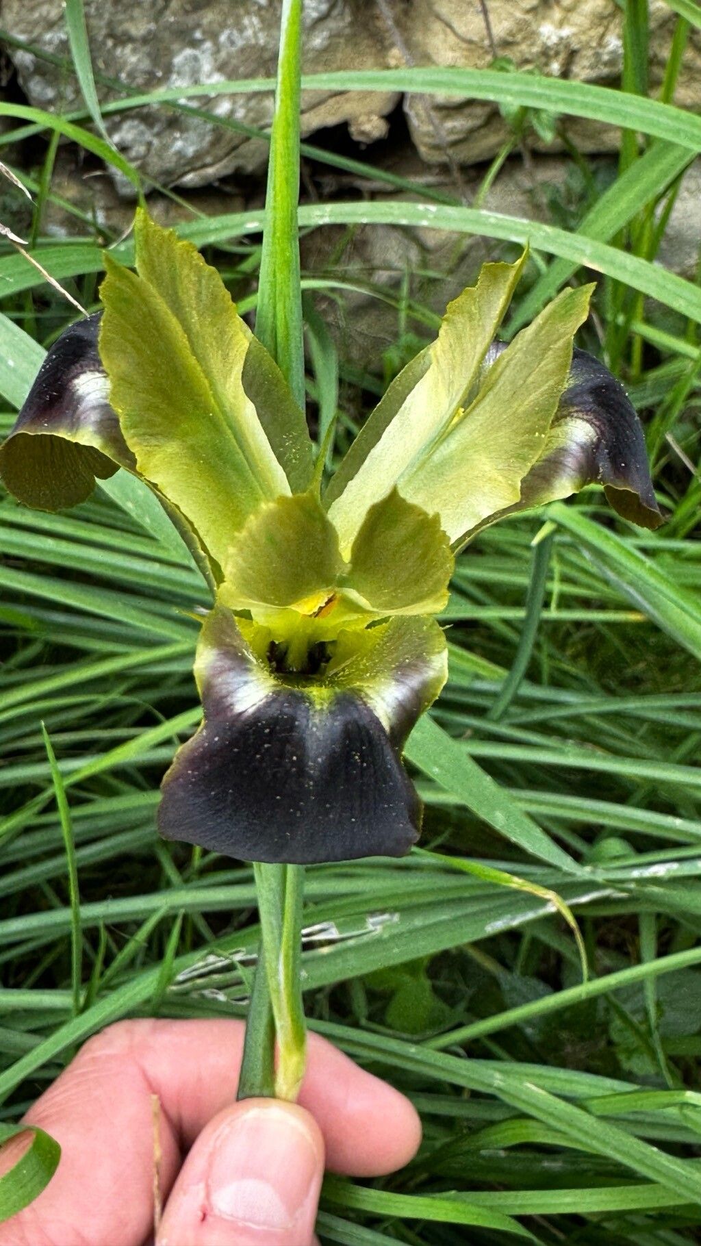 Iris tuberosa