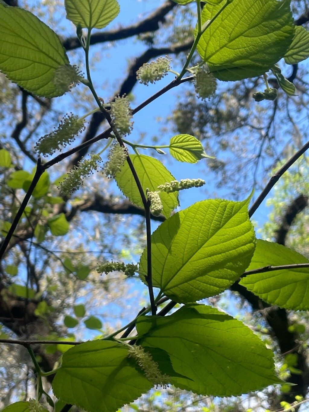 Morus rubra (red mulberry) (alternate view 10)