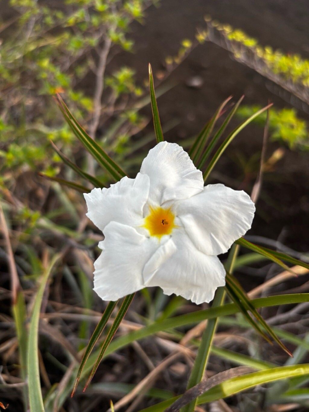 Mandevilla (Rocktrumpets) (alternate view 2)
