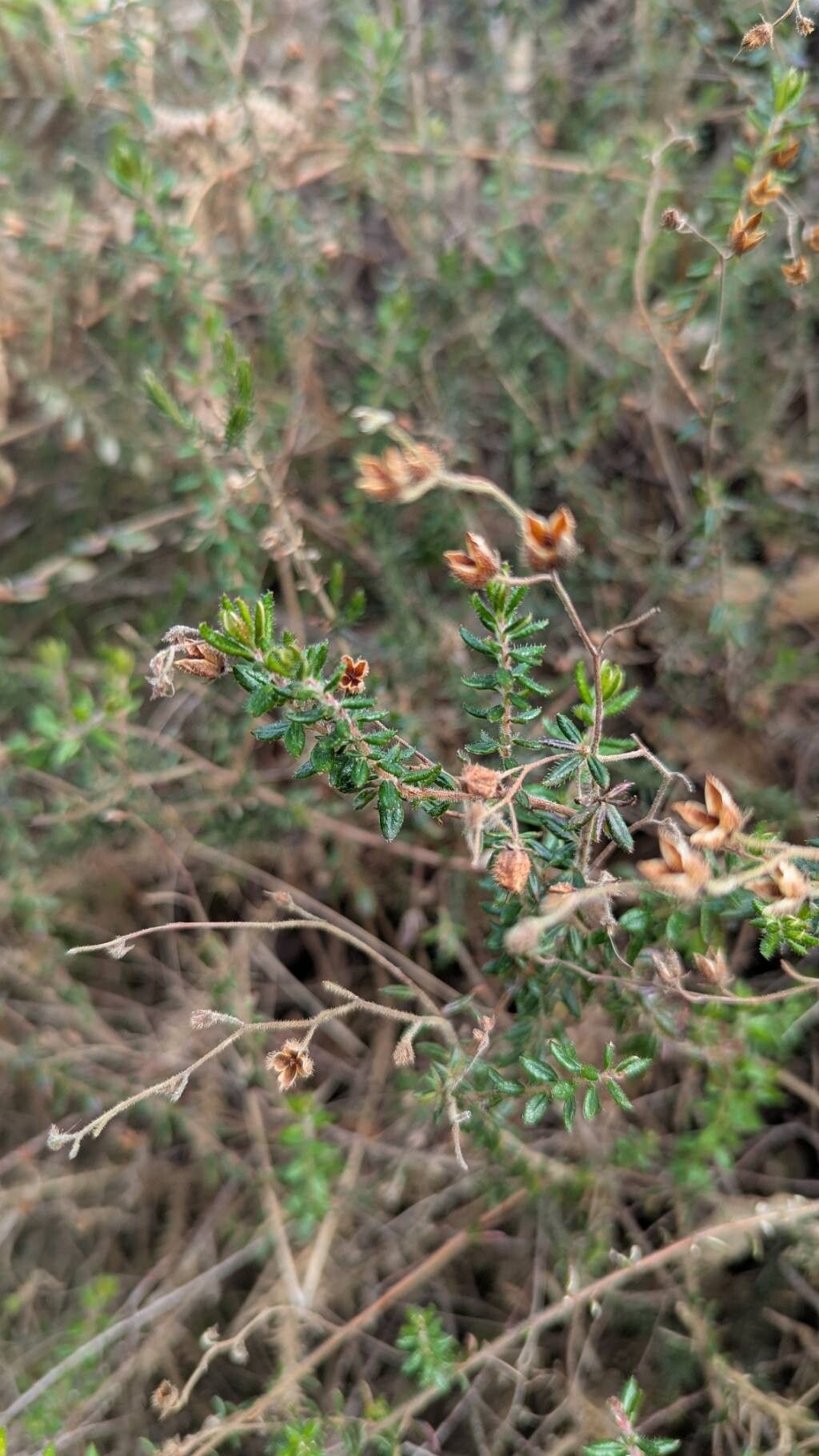 Daboecia cantabrica (Irish Heath) (alternate view 2)
