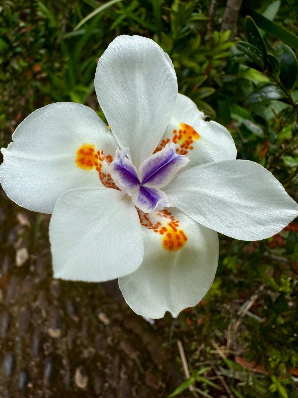 Dietes (Fortnight Lilies) (alternate view 2)