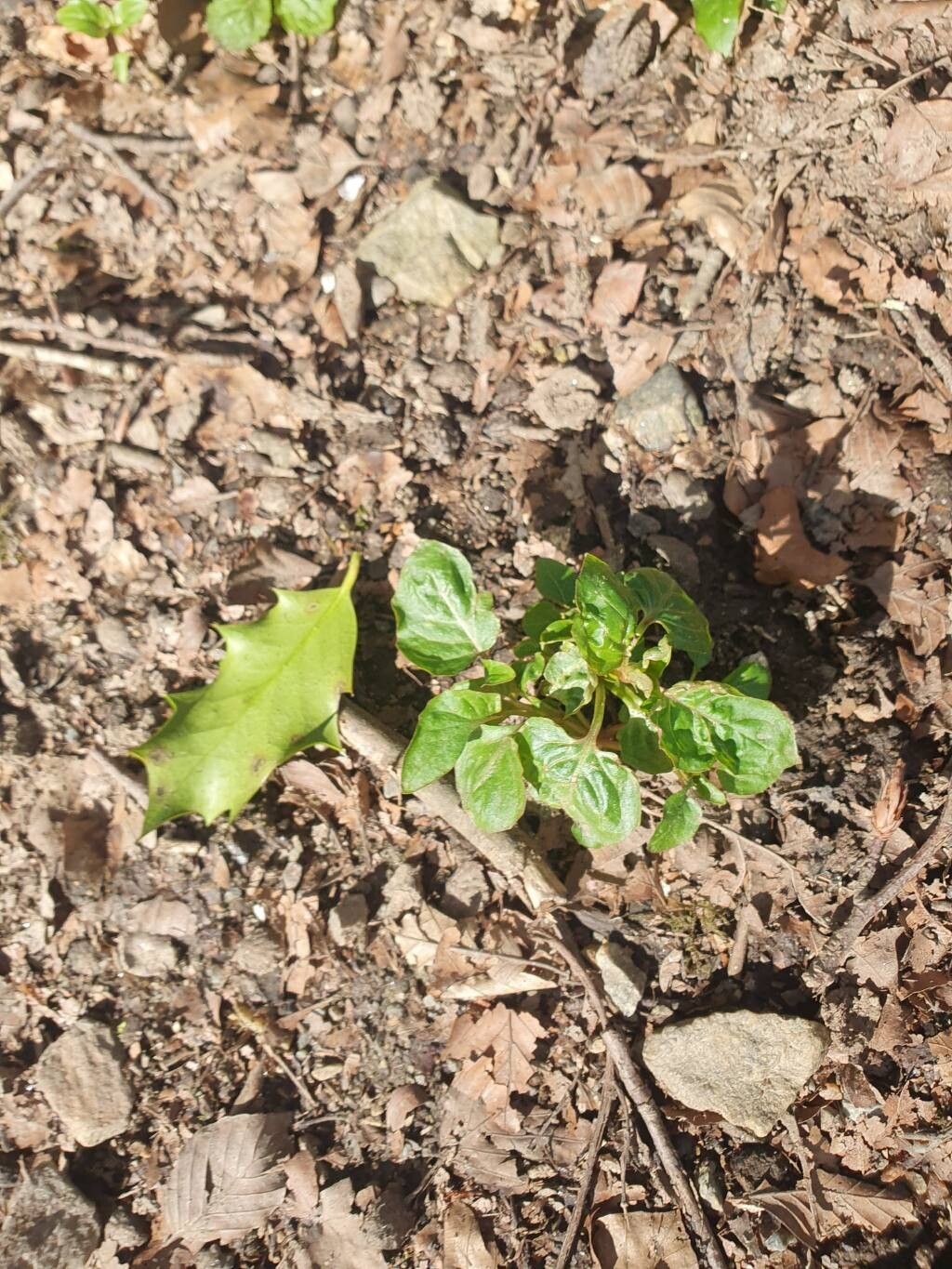 Circaea alpina (Alpine Enchanter's-nightshade) (alternate view 3)