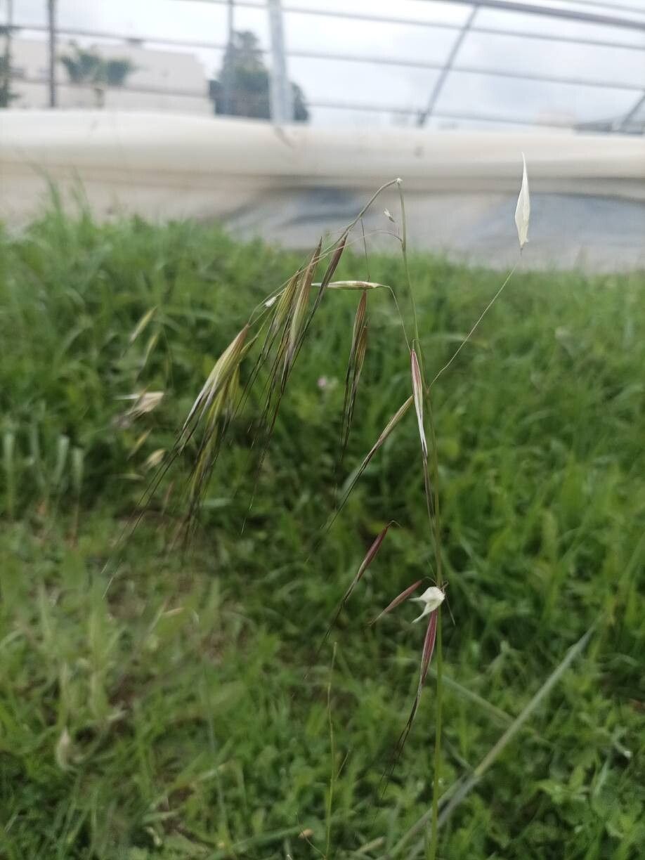 Avena barbata (slender wild oat) (alternate view 3)