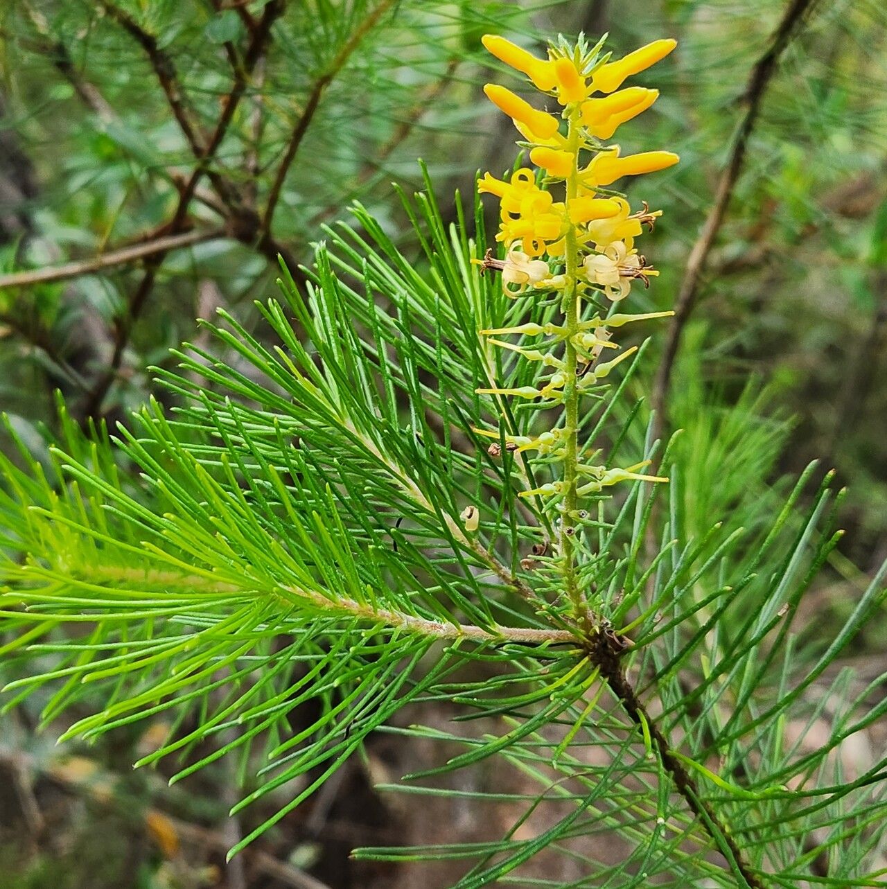 Persoonia pinifolia (Pine-leaf Geebung) (alternate view 12)