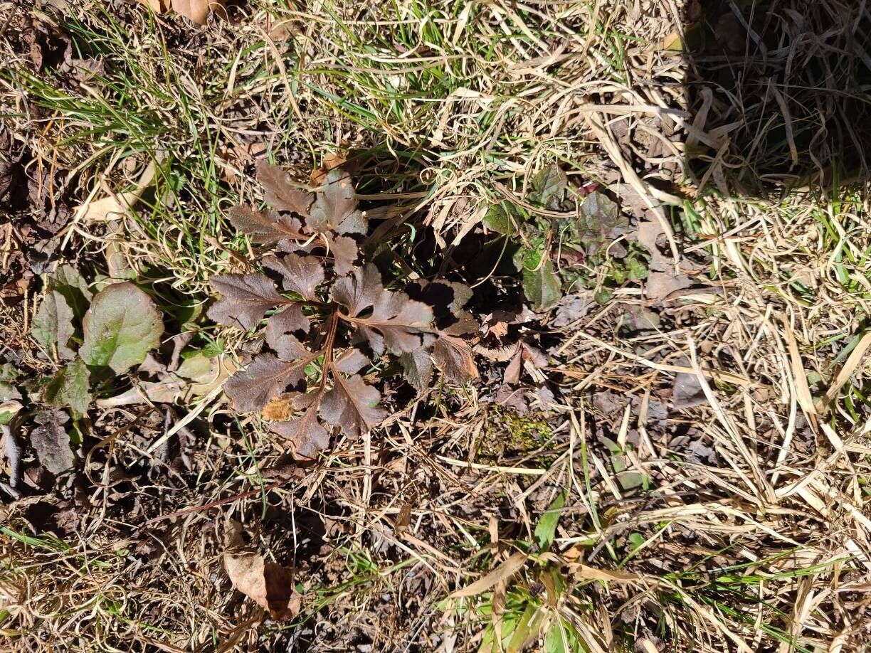 Sceptridium dissectum (Cutleaf Grapefern) (alternate view 6)