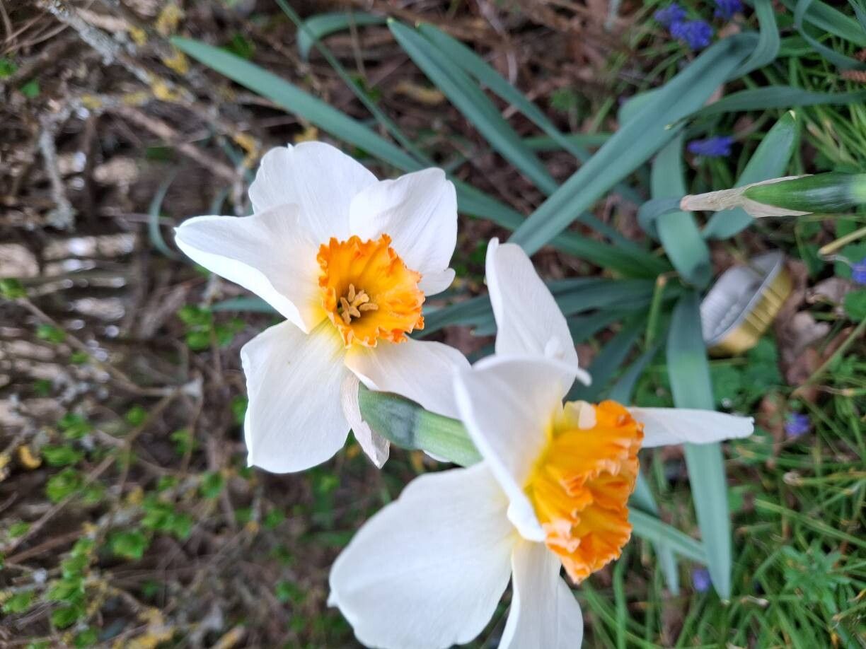 Narcissus × medioluteus (Primrose-peerless) (alternate view 5)