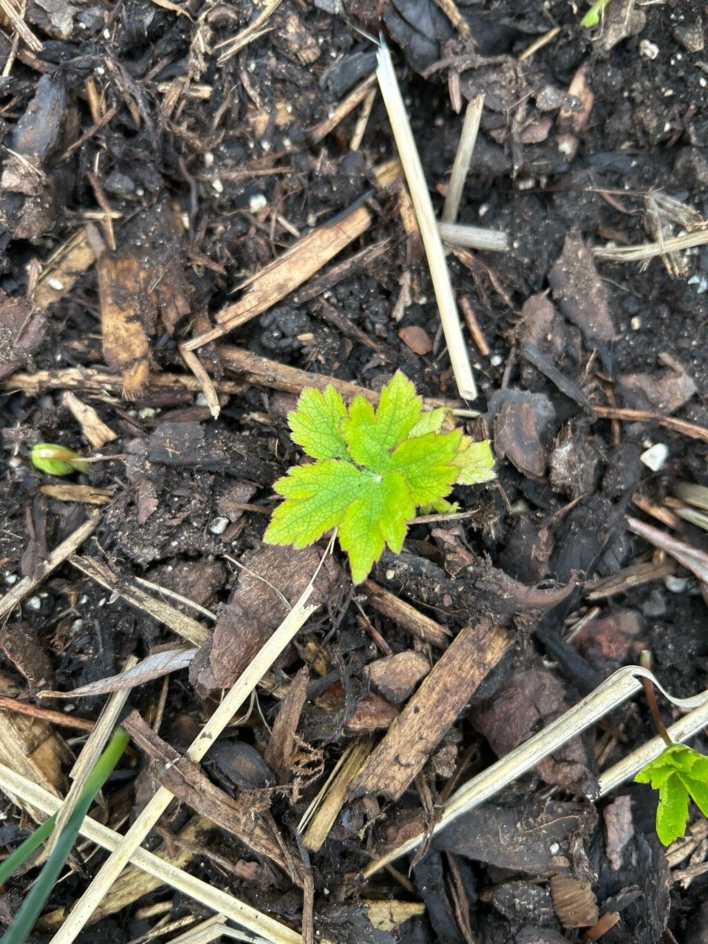 Astrantia major (Great Masterwort) (alternate view 5)