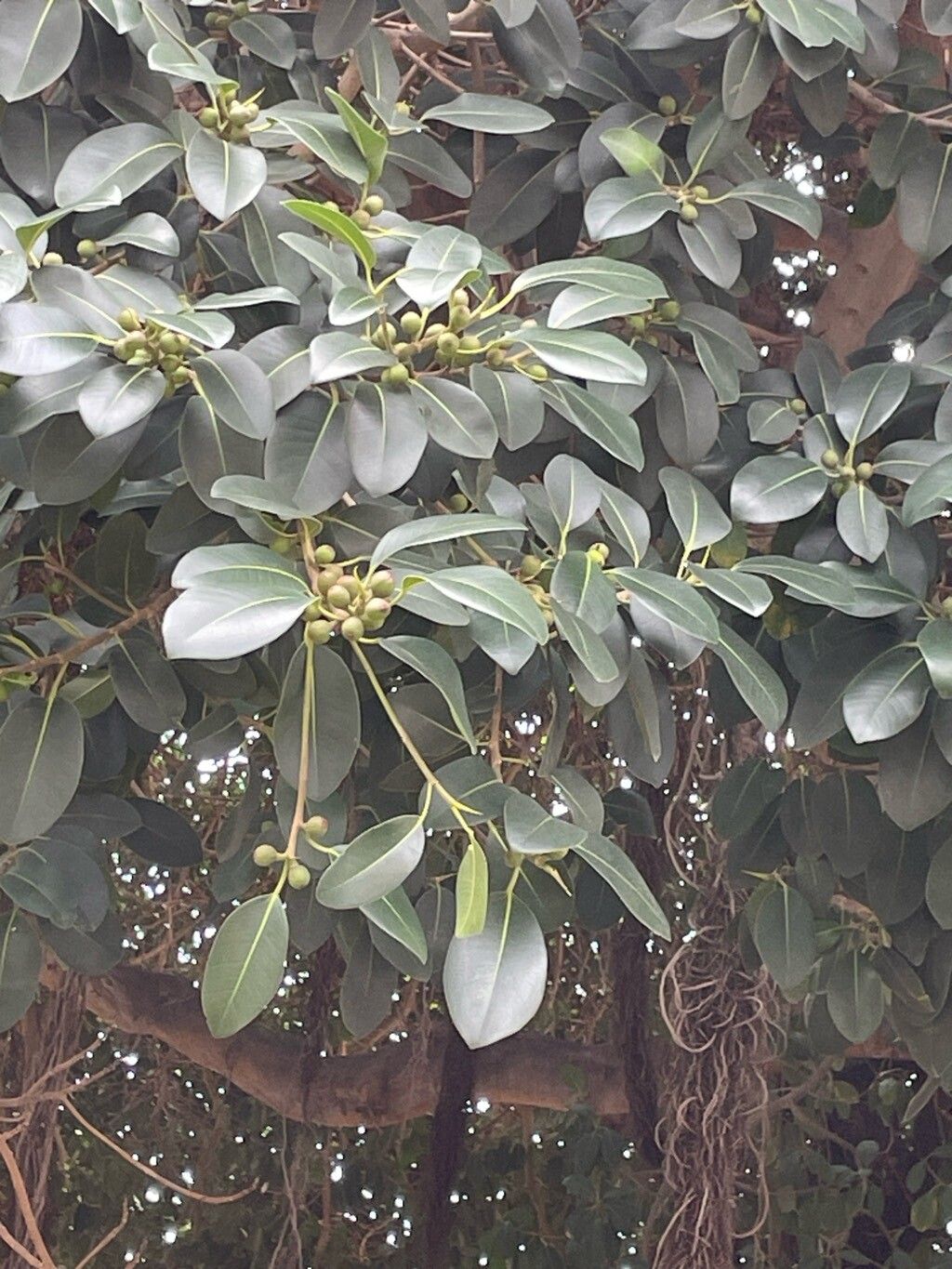 Ficus rubiginosa (Port Jackson fig) (alternate view 14)