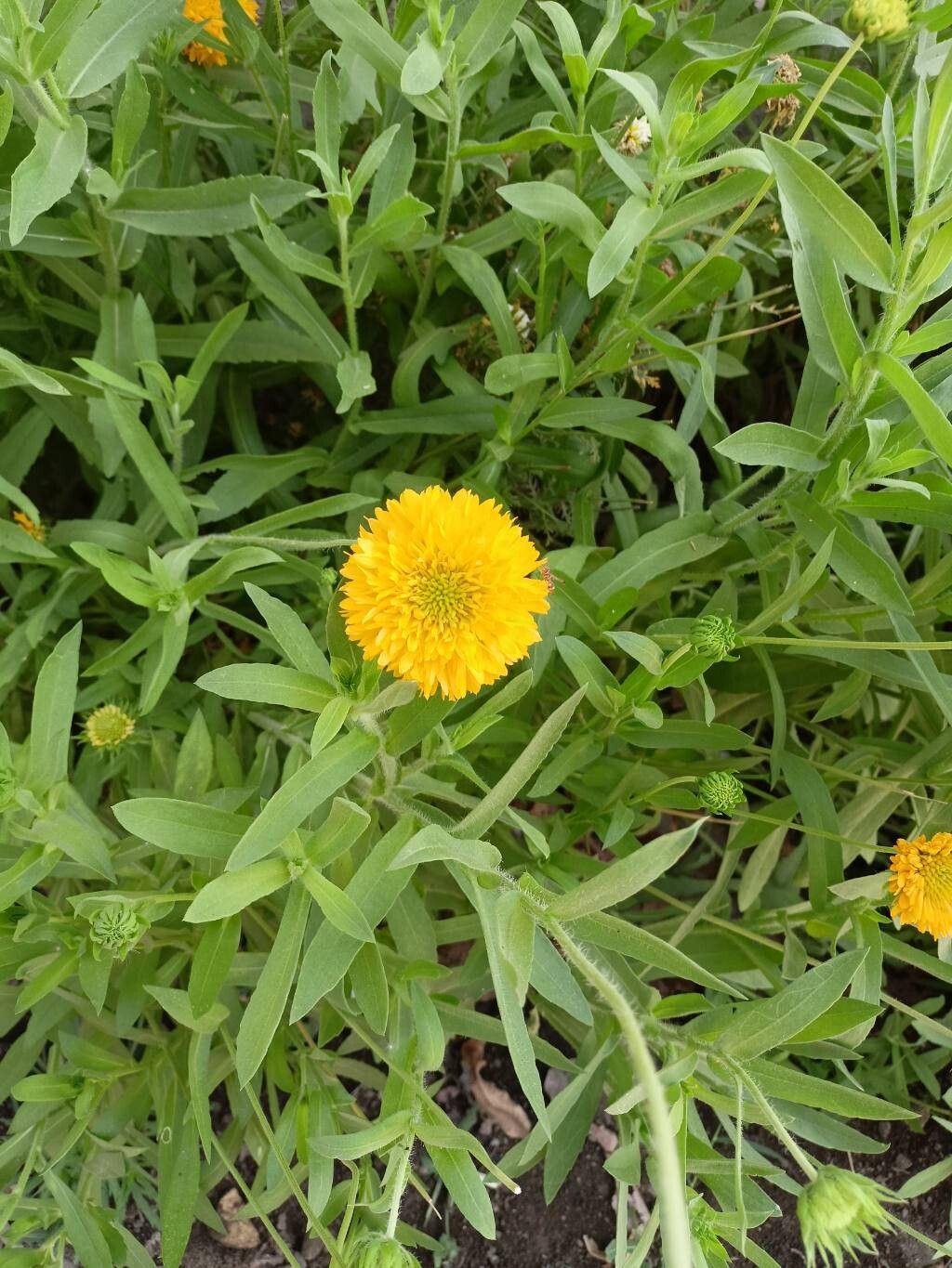 Gaillardia aristata (blanketflower)