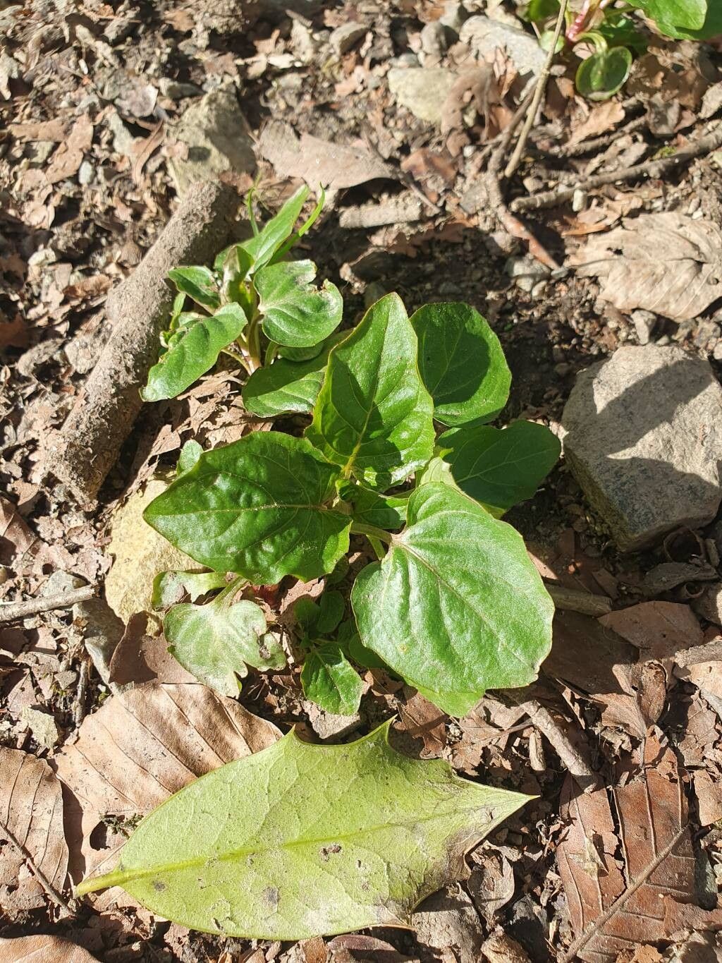 Circaea alpina (Alpine Enchanter's-nightshade) (alternate view 2)
