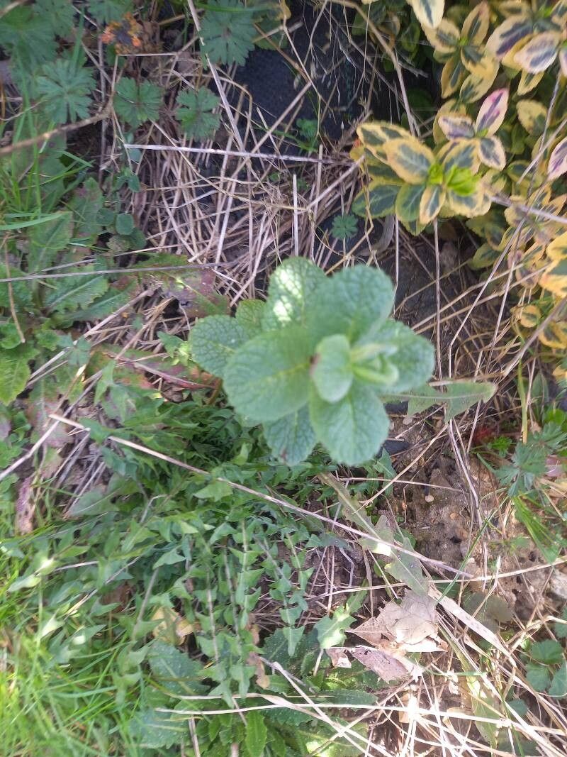Mentha suaveolens (Apple Mint) (alternate view 13)
