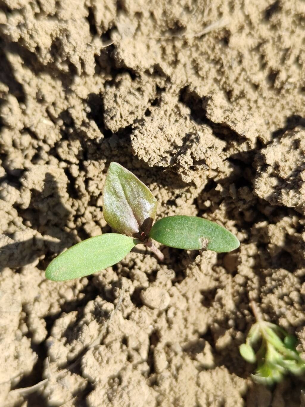 Fallopia convolvulus (Black-bindweed) (alternate view 12)