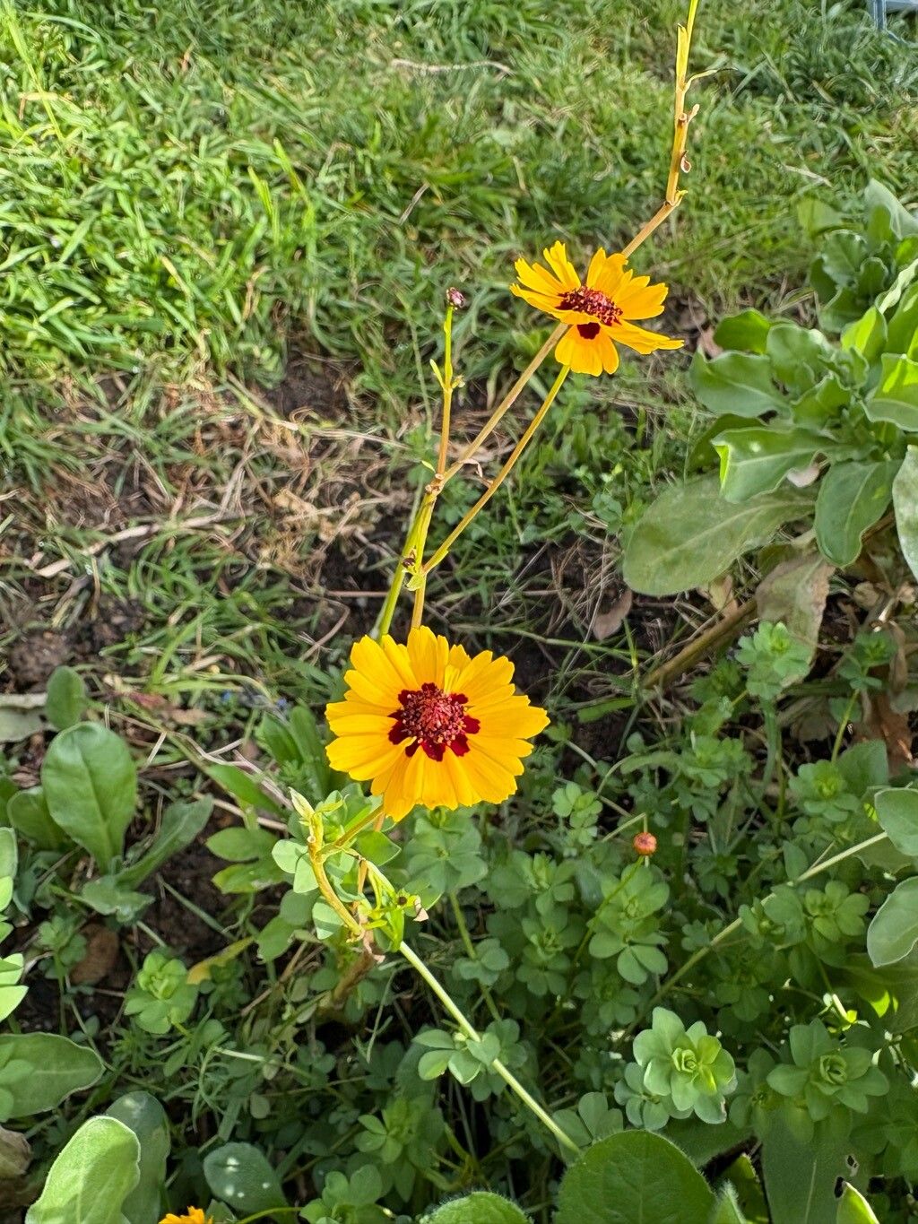 Coreopsis tinctoria (plains coreopsis) (alternate view 11)