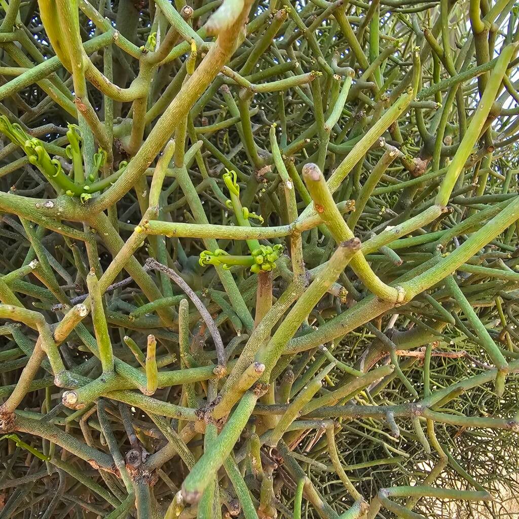Euphorbia tirucalli (Fire Stick) (alternate view 4)