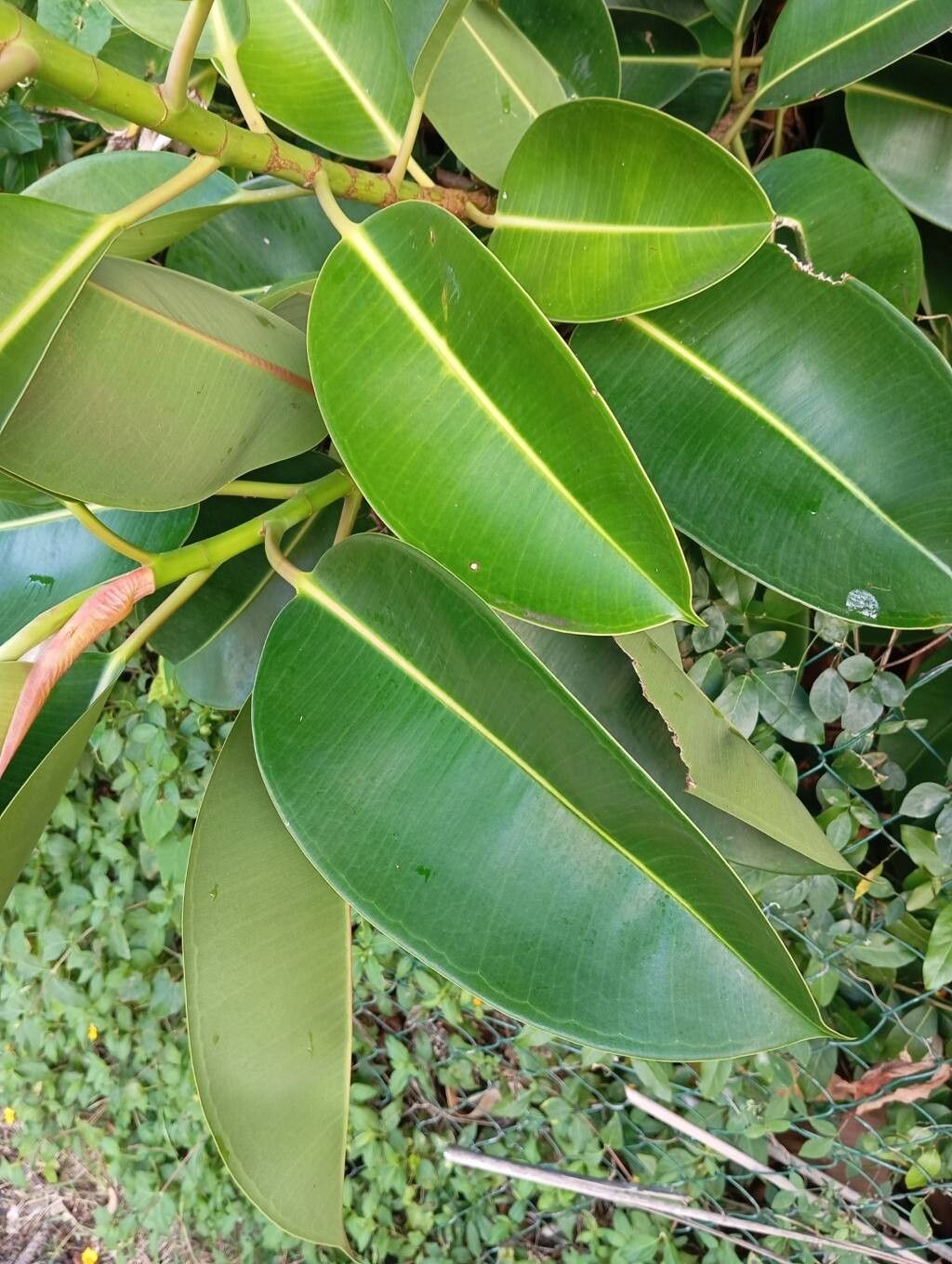 Ficus elastica (Rubber Plant) (alternate view 3)
