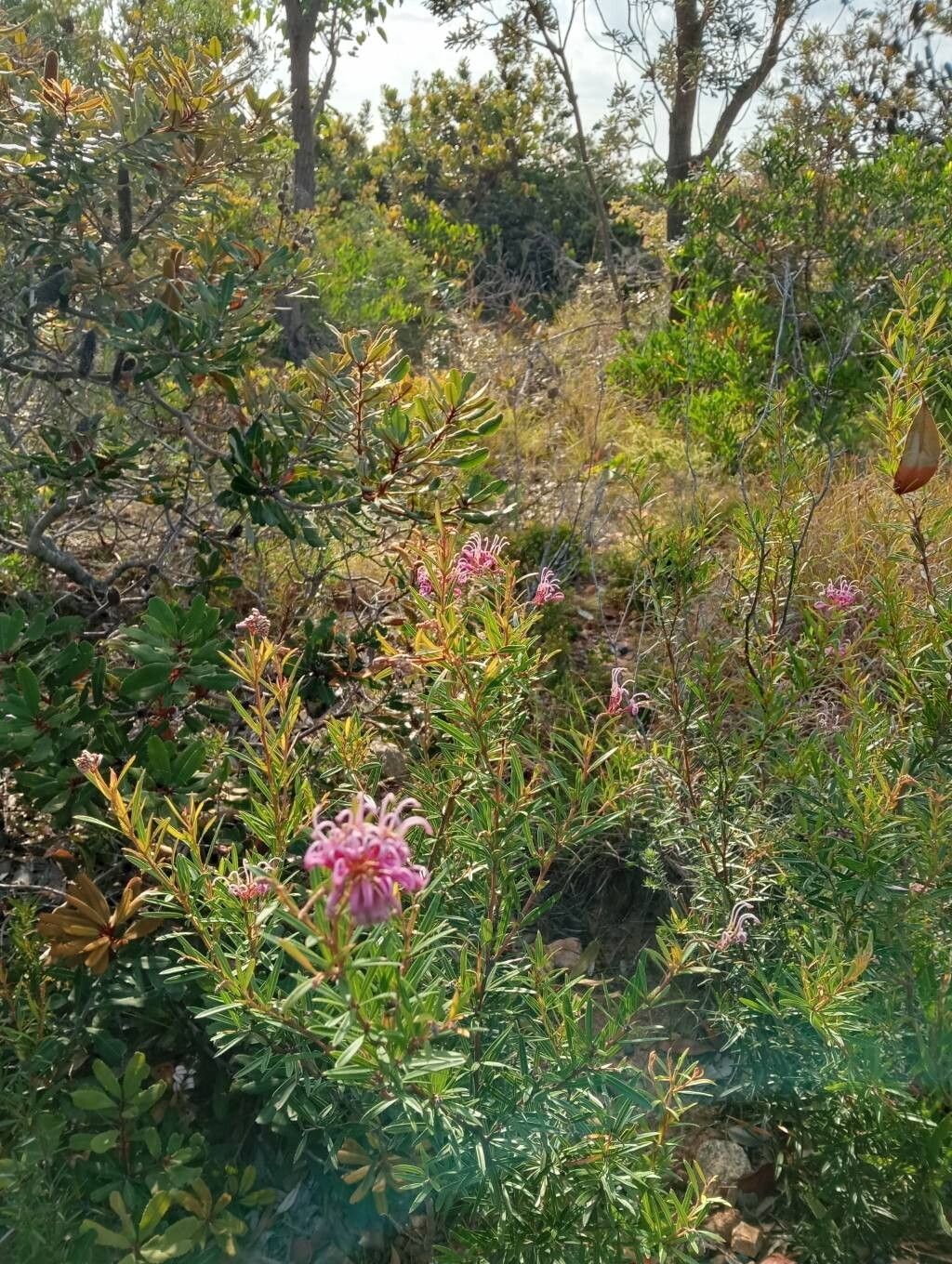 Grevillea sericea (Pink Spider Flower) (alternate view 11)