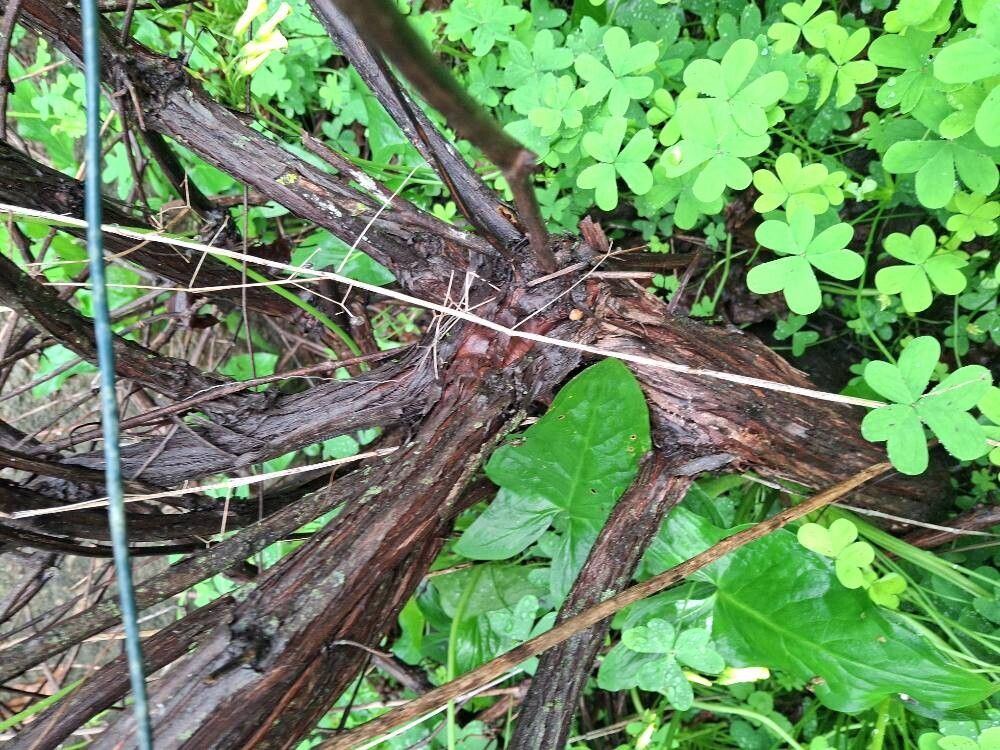 Vitis vinifera (grape) (alternate view 11)