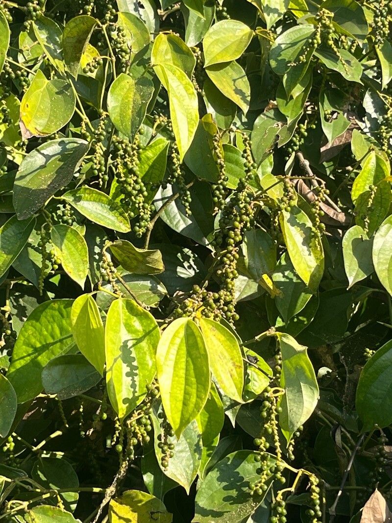 Piper nigrum (Black Pepper Plant) (alternate view 10)