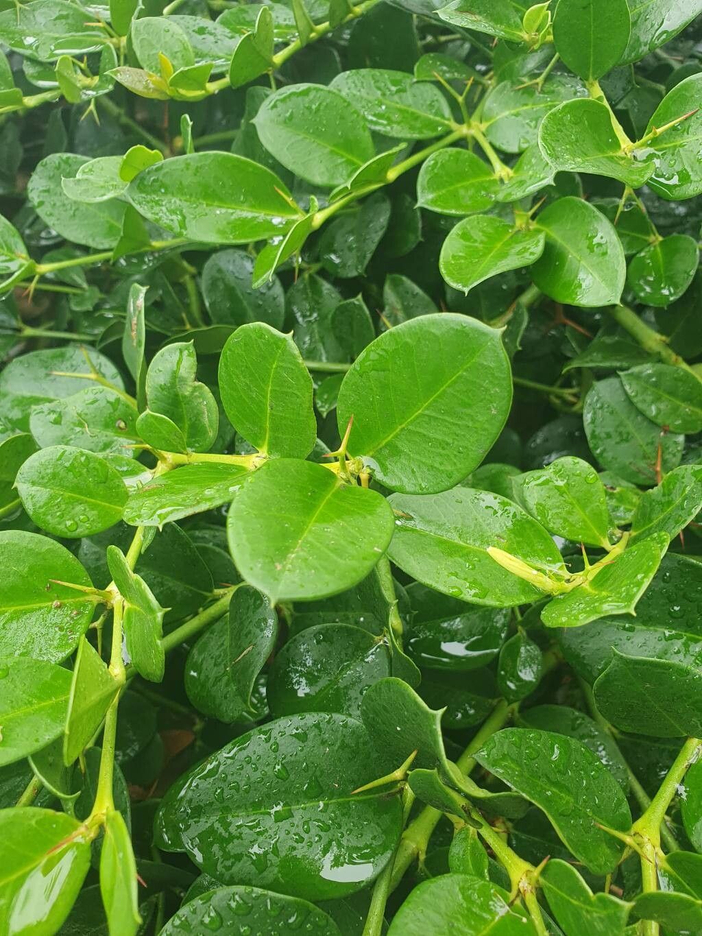 Carissa macrocarpa (Natal Plum) (alternate view 12)