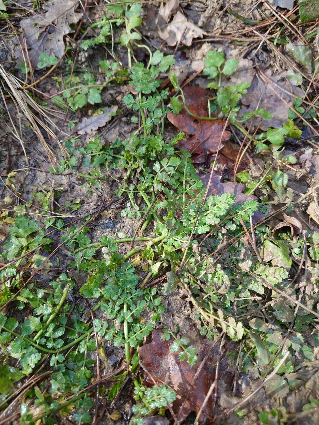 Oenanthe pimpinelloides (Corky-fruited Water-dropwort) (alternate view 12)