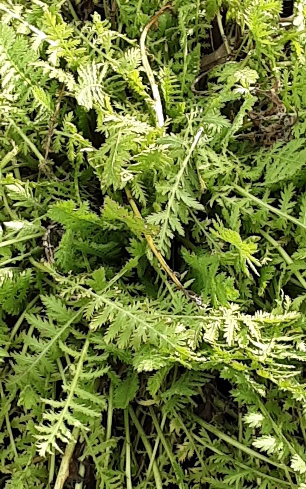 Achillea filipendulina (Fern-leaf Yarrow) (alternate view 11)
