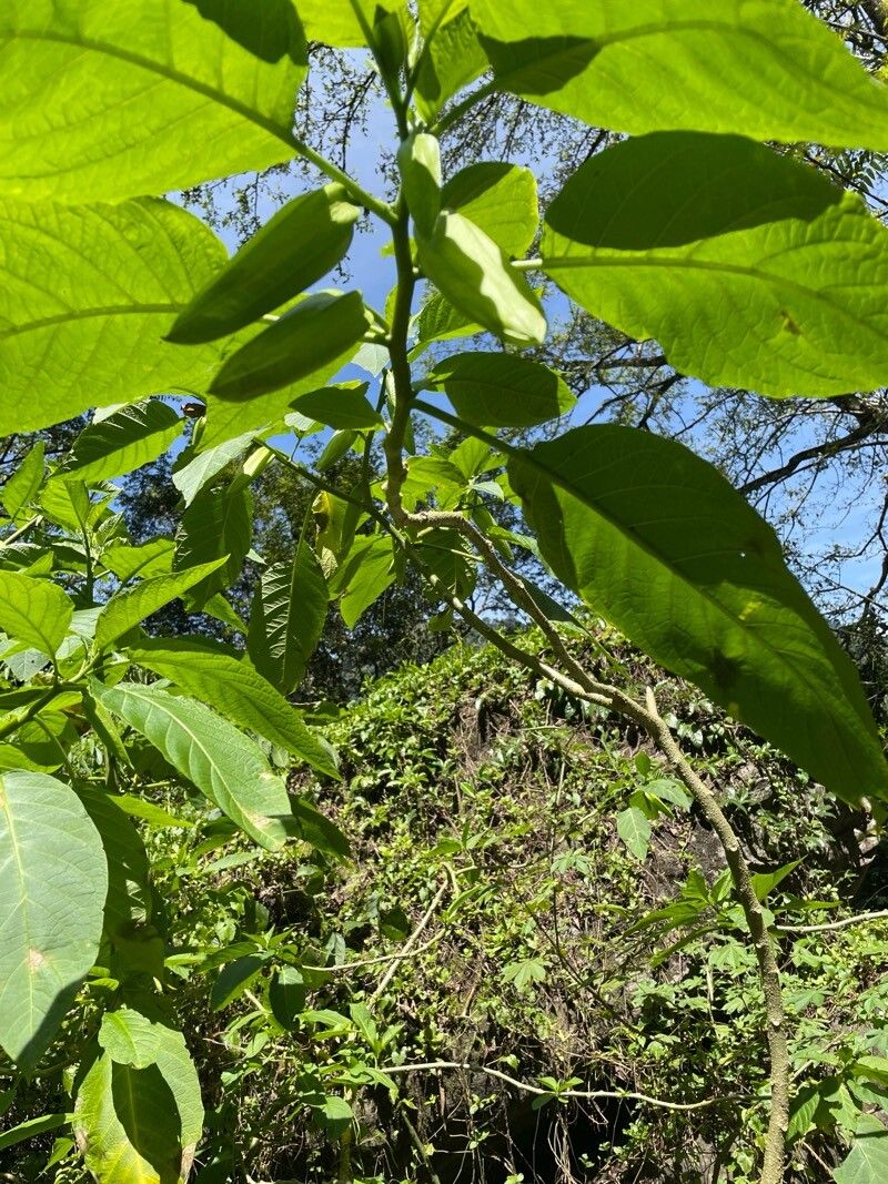 Brugmansia (angel's trumpets) (alternate view 2)