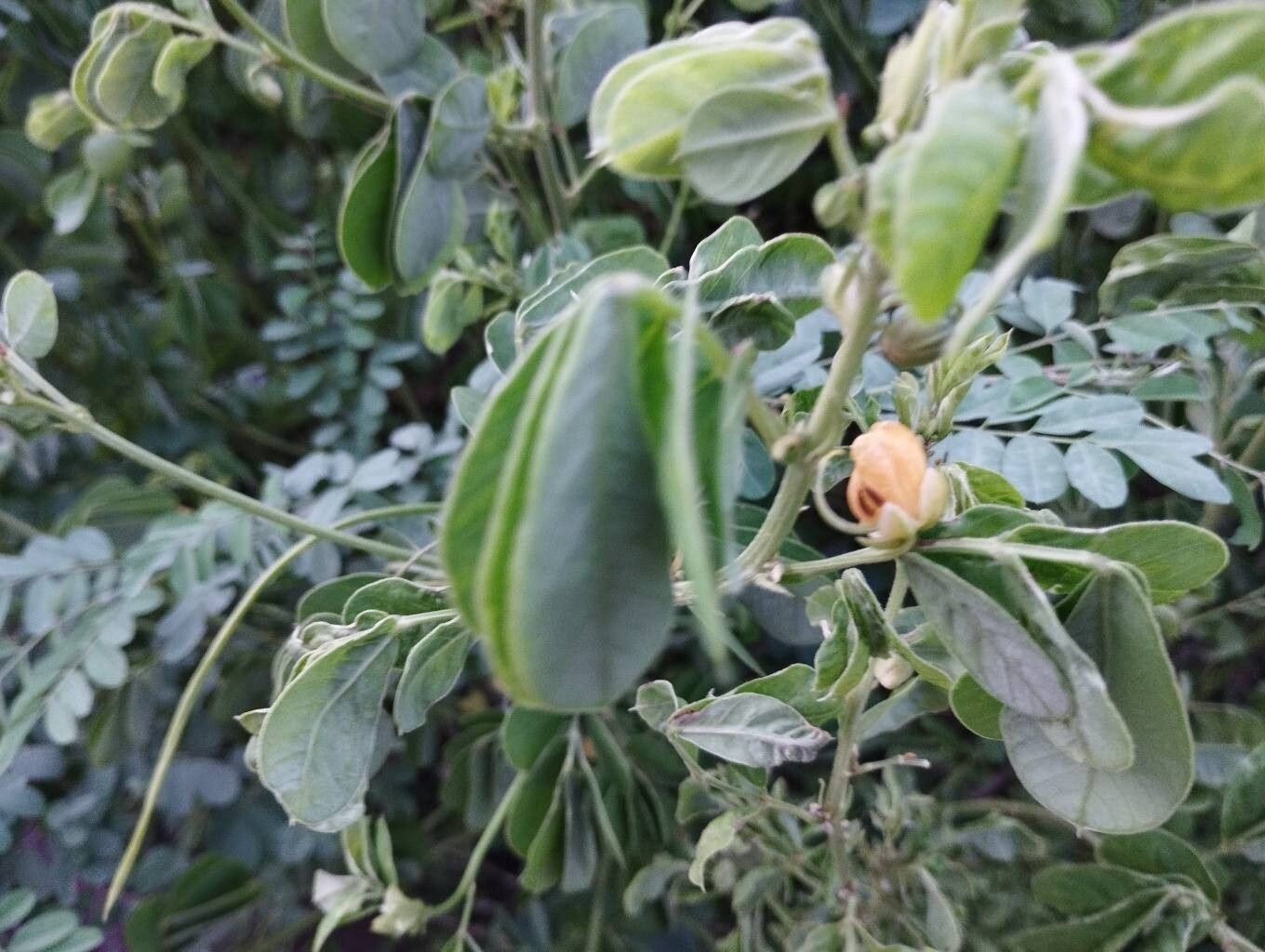 Senna obtusifolia (American Sicklepod)