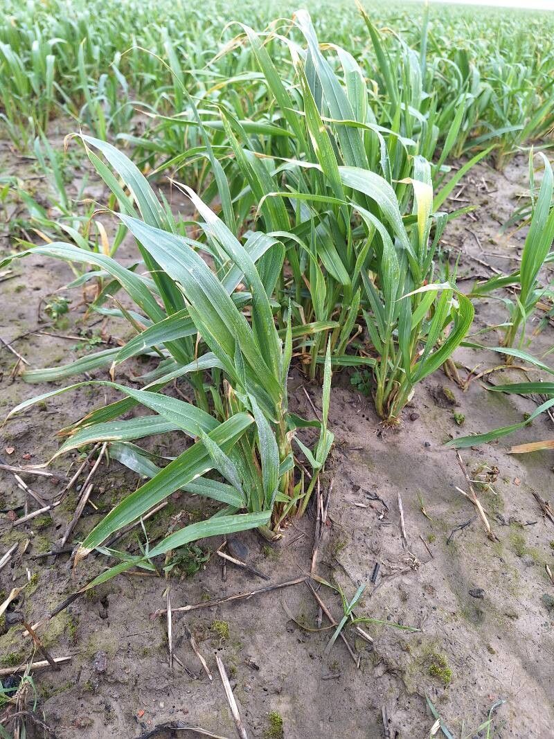 Avena sativa (Common Oat) (alternate view 12)