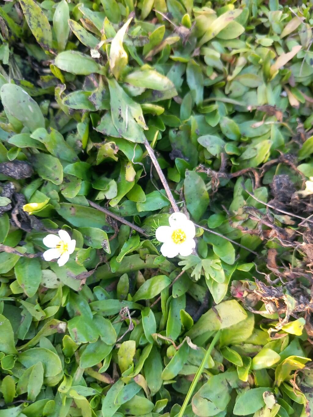 Ranunculus aquatilis (common water-crowfoot) (alternate view 14)