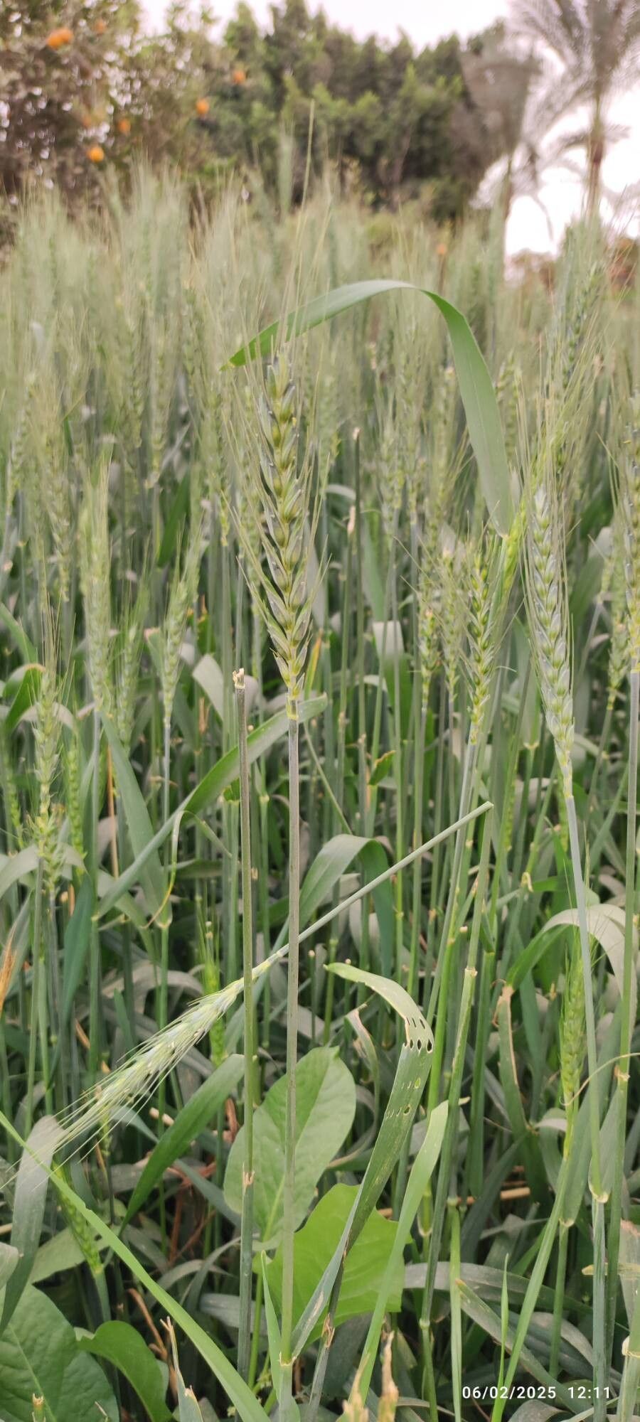 Triticum aestivum (Bread Wheat) (alternate view 12)