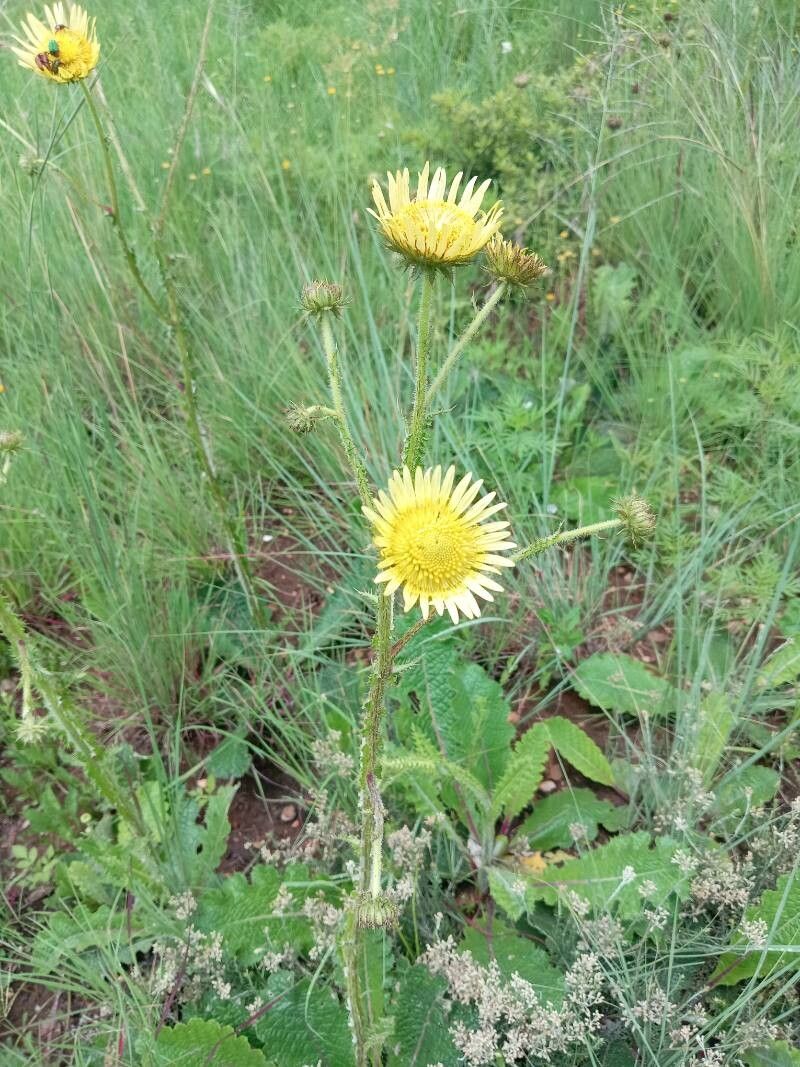 Berkheya (African Thistles) (alternate view 2)