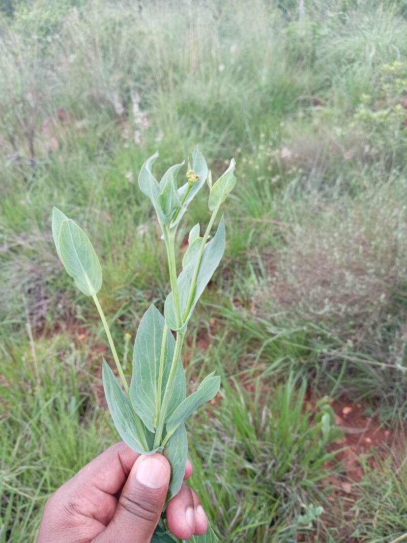 Bupleurum rotundifolium (alternate view 2)