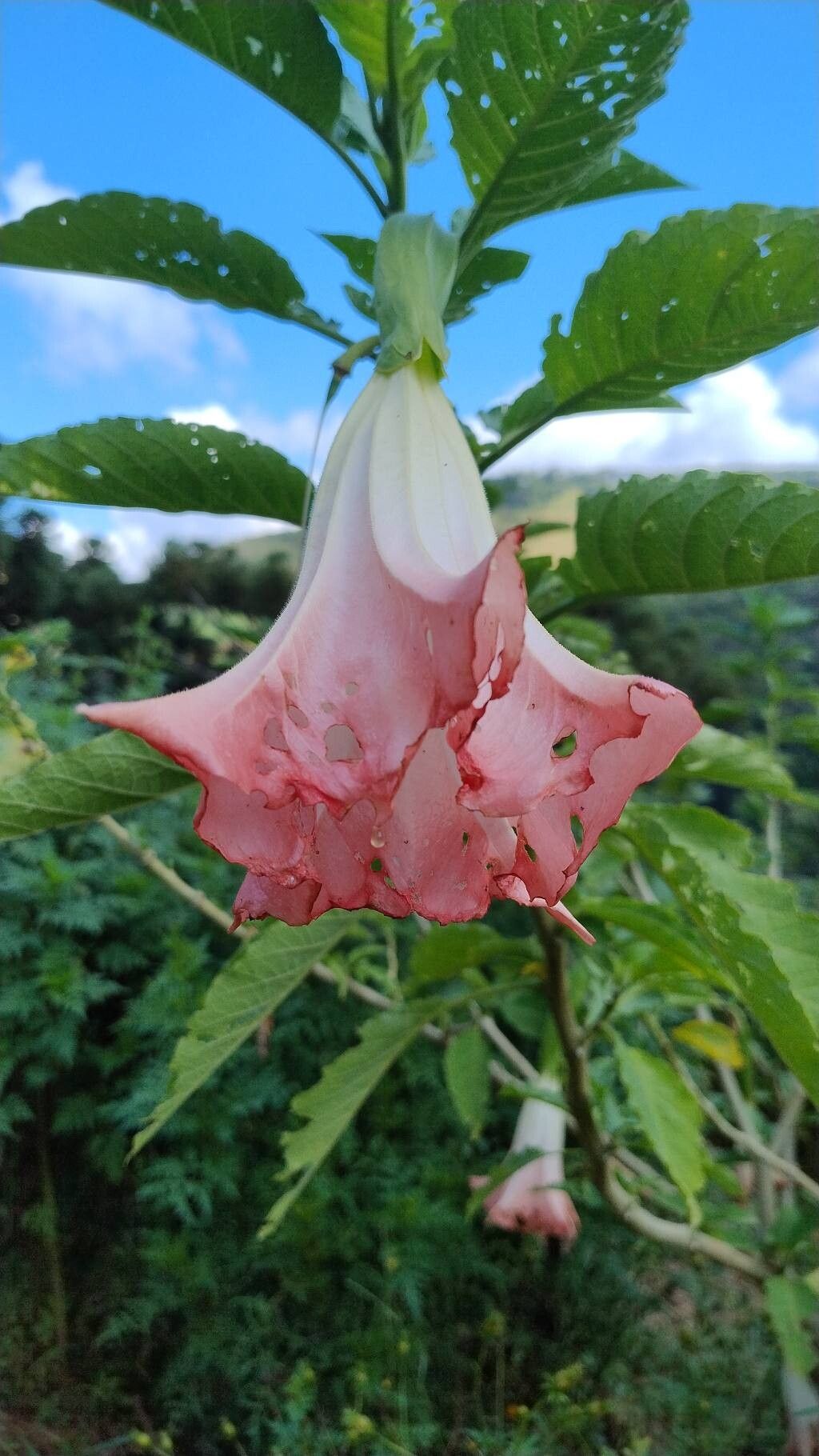 Brugmansia suaveolens (Angel's Trumpet) (alternate view 13)