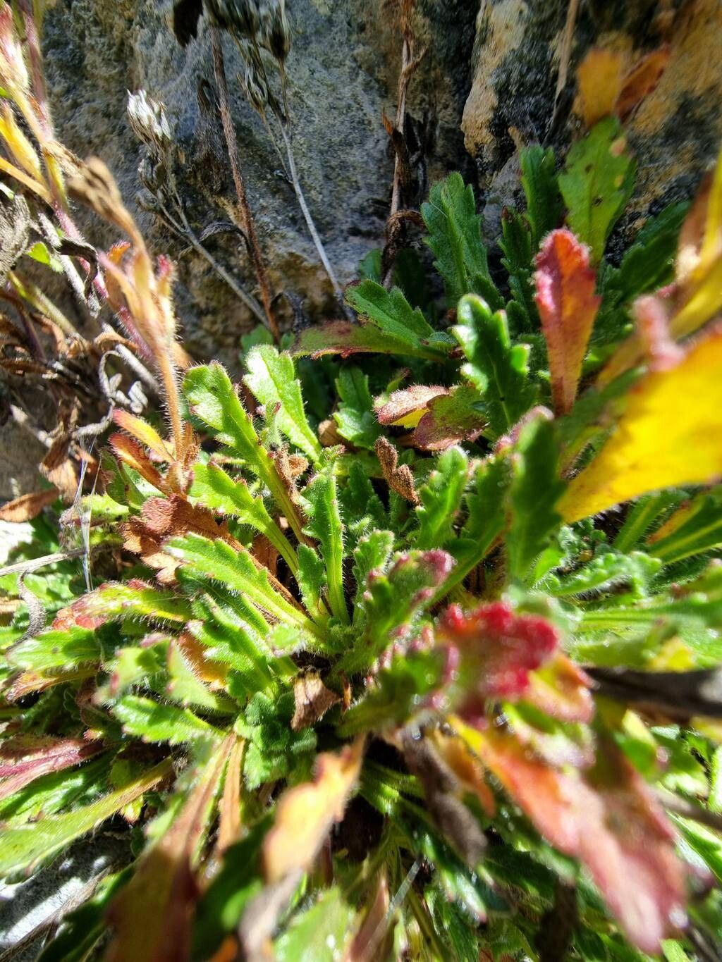 Erinus alpinus (Fairy Foxglove) (alternate view 11)