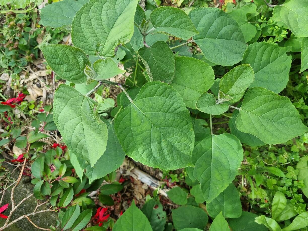 Clerodendrum trichotomum (harlequin glorybower) (alternate view 3)