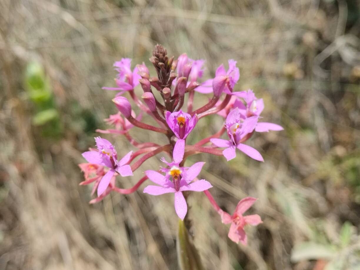 Epidendrum ibaguense (Reed Orchid) (alternate view 10)