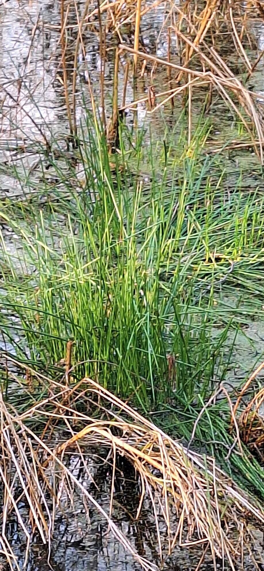 Eleocharis palustris (Common Spikerush) (alternate view 4)
