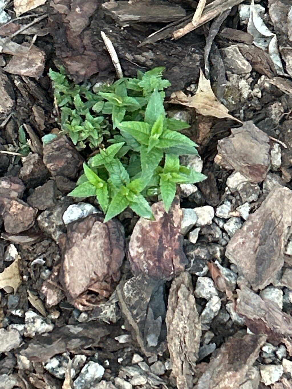 Monarda didyma (Bee Balm) (alternate view 3)