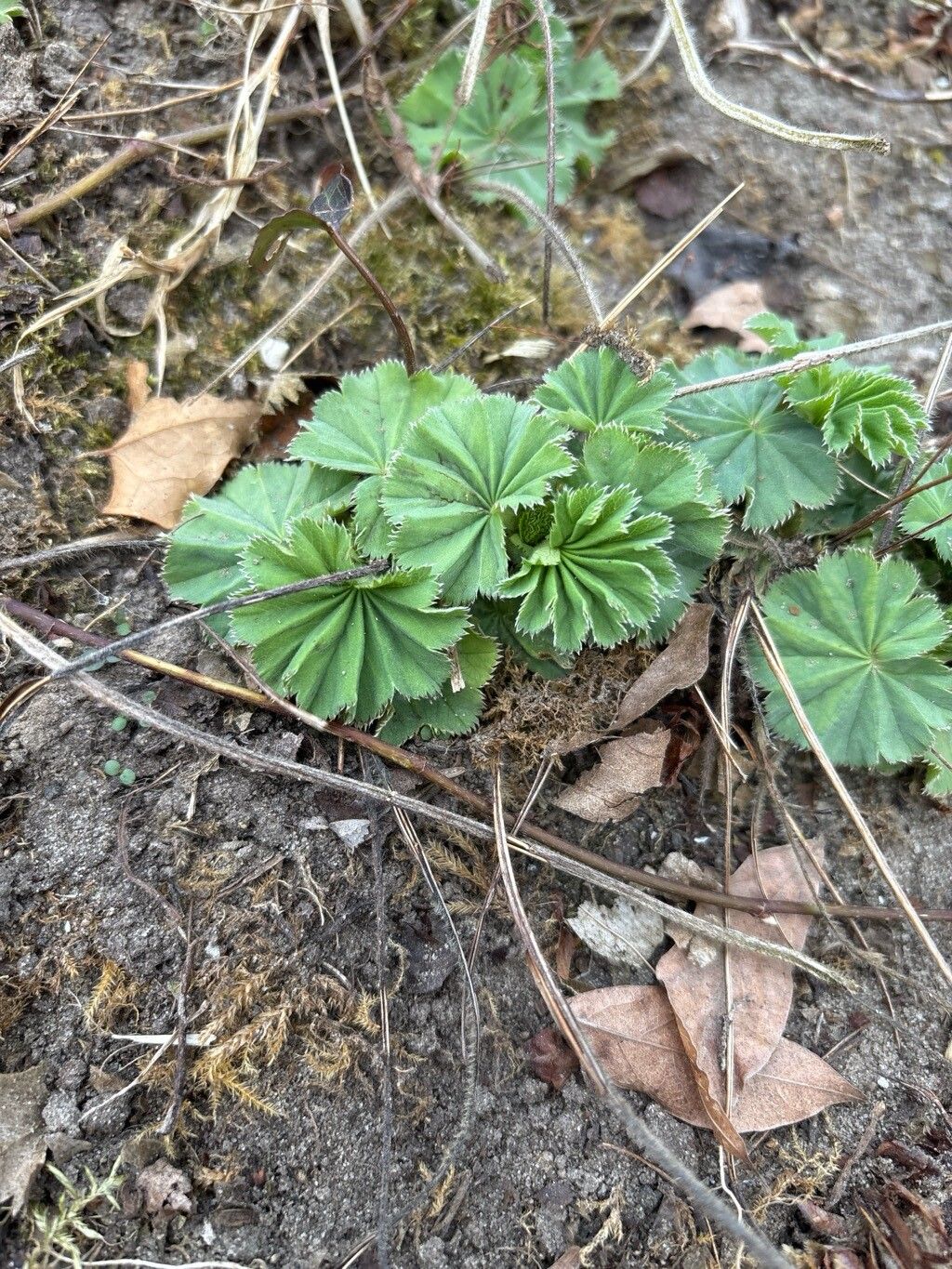 Alchemilla vulgaris (Lady's-mantle) (alternate view 15)