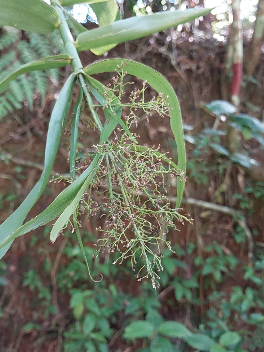 Flagellaria indica (Indian Bushcane) (alternate view 12)