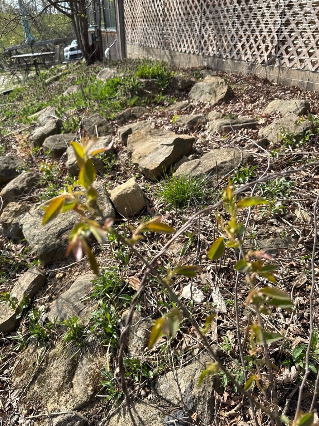 Prunus pensylvanica (fire cherry) (alternate view 9)