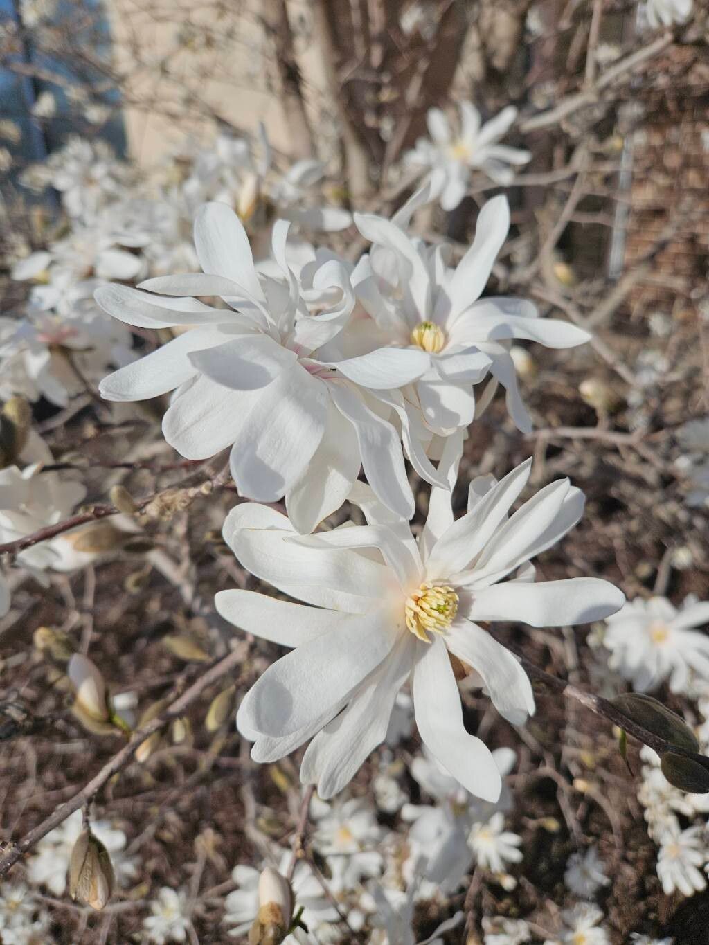 Magnolia stellata (star magnolia)